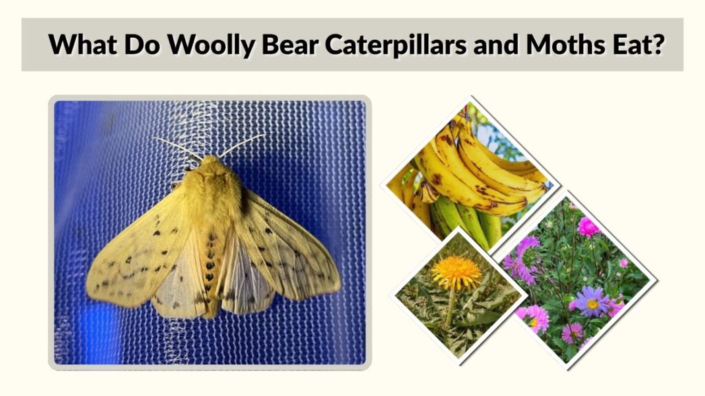 What Do Woolly Bear Caterpillars and Moths Eat?