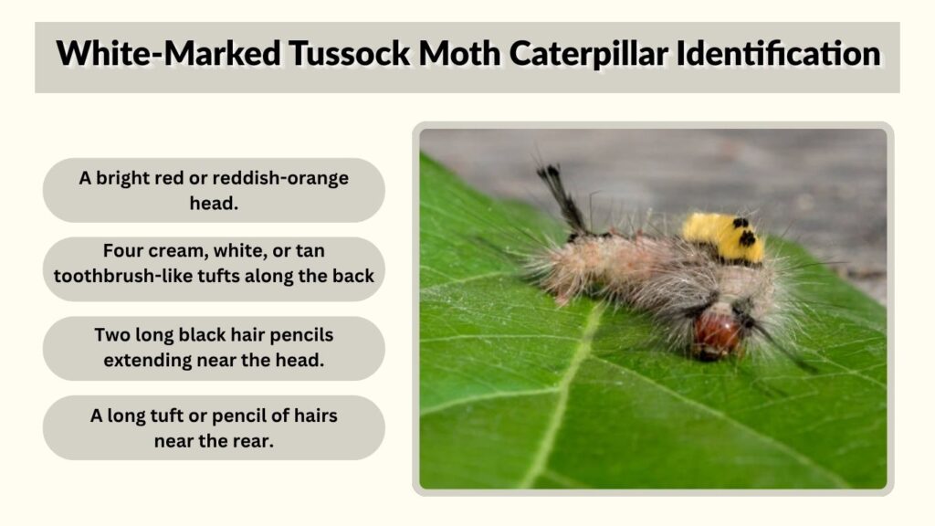 White-Marked Tussock Moth Caterpillar Identification