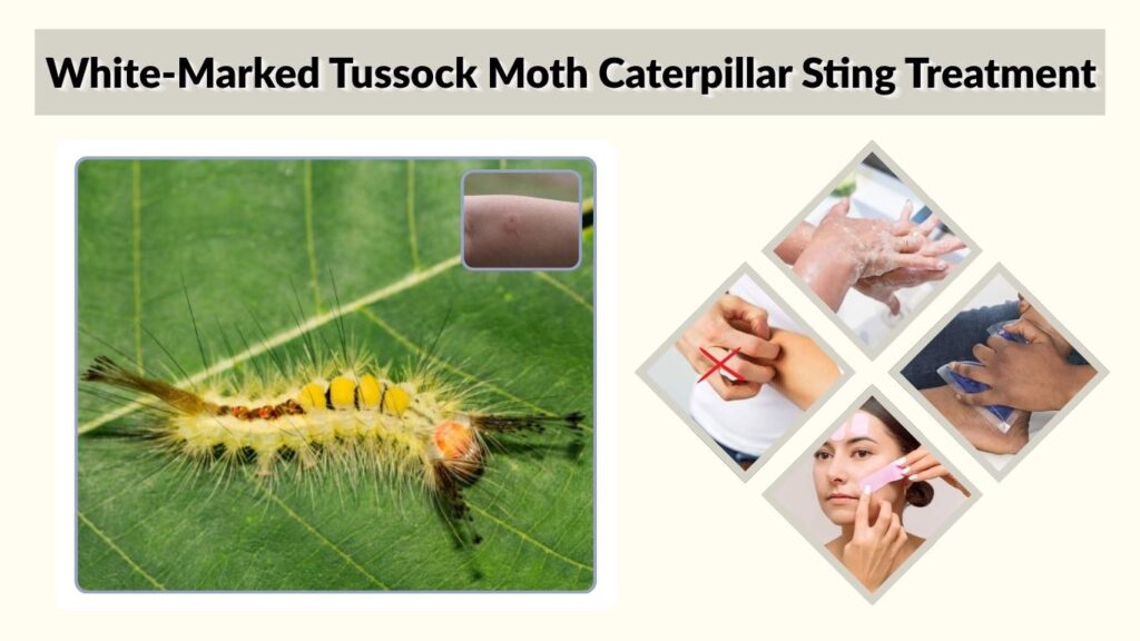White-Marked Tussock Moth Caterpillar Sting Treatment