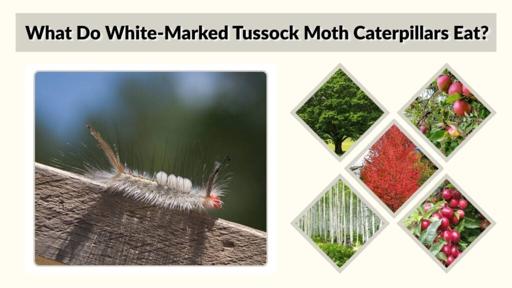 What Do White-Marked Tussock Moth Caterpillars Eat?