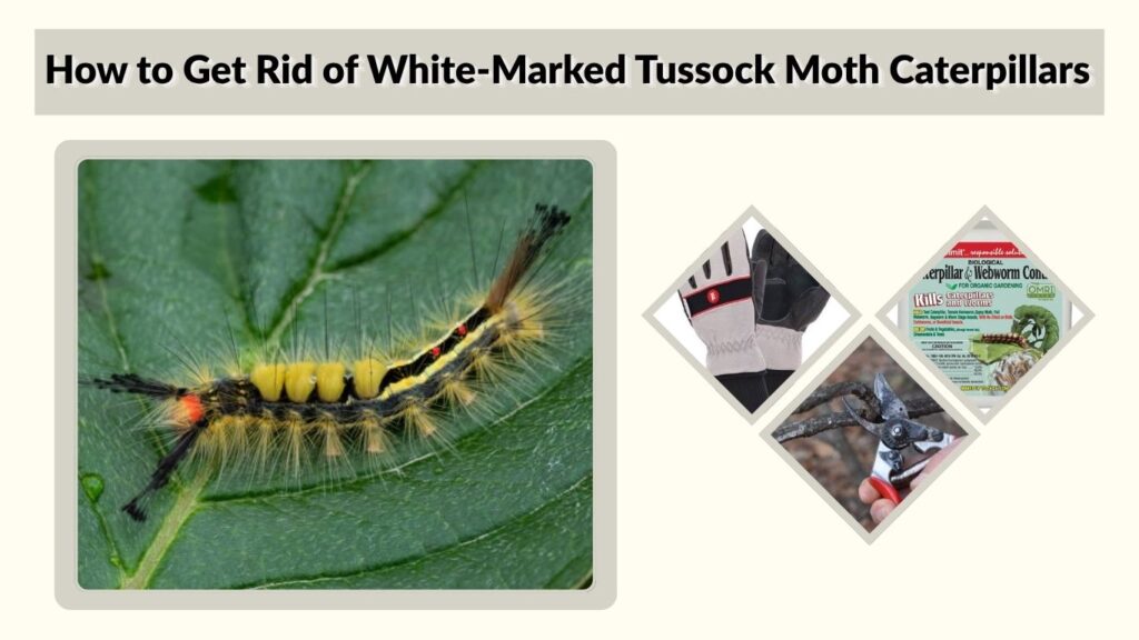 How to Get Rid of White-Marked Tussock Moth Caterpillars