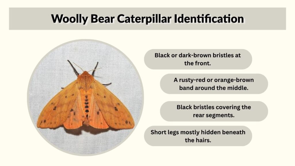 Woolly Bear Caterpillar Identification