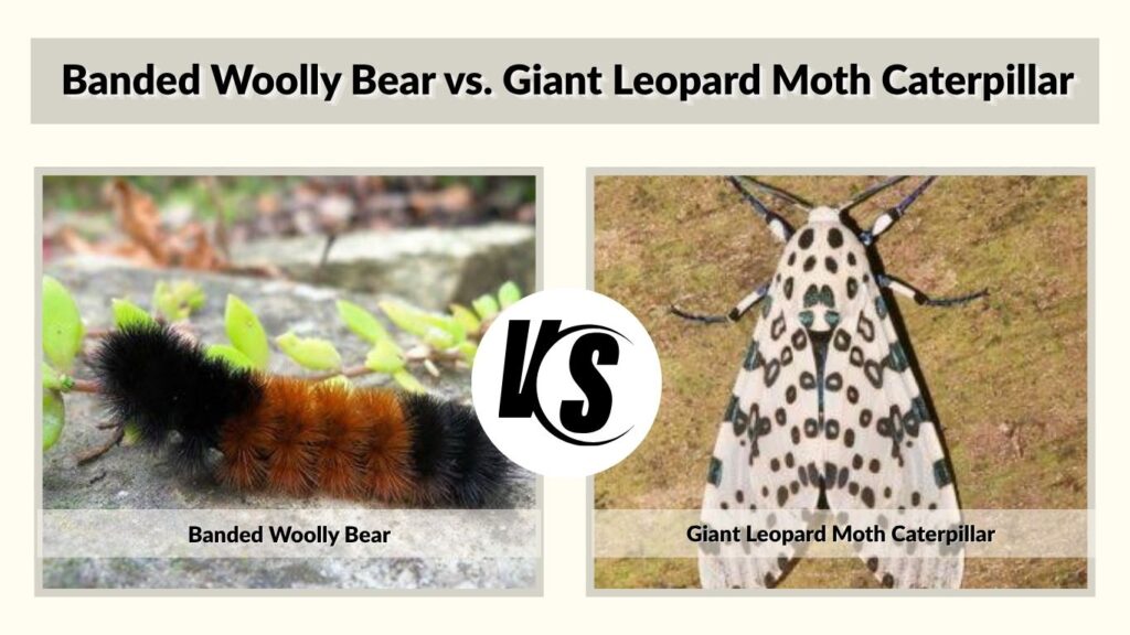 Banded Woolly Bear vs. Giant Leopard Moth Caterpillar