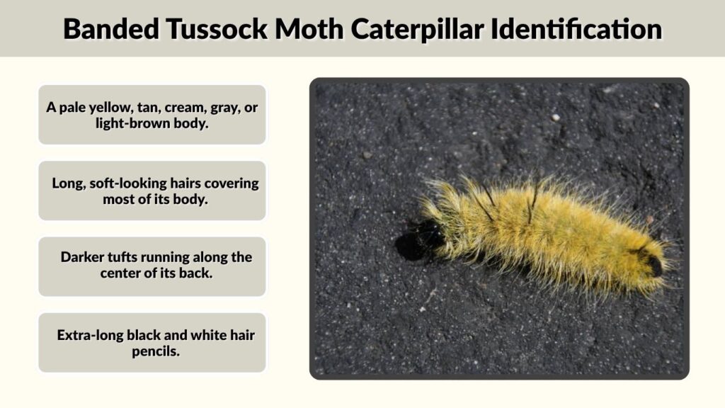 Banded Tussock Moth Caterpillar Identification