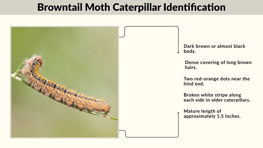 Browntail Moth Caterpillar Identification
