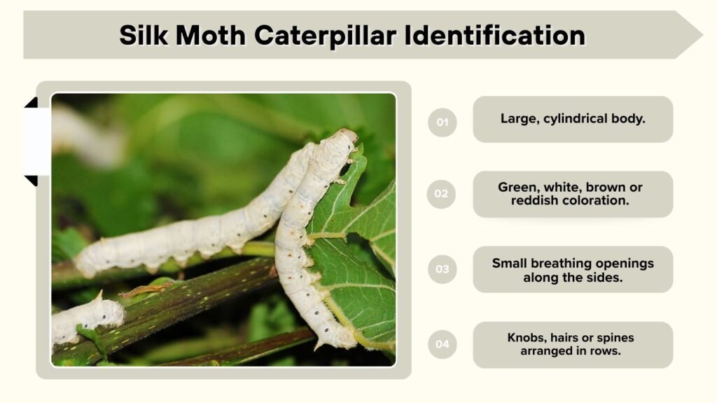 Silk Moth Caterpillar Identification