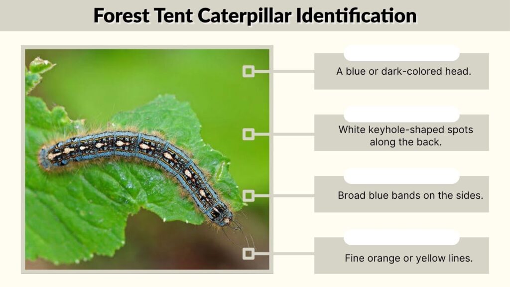 Forest Tent Caterpillar Identification