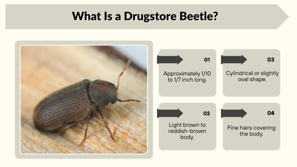 What Is a Drugstore Beetle?