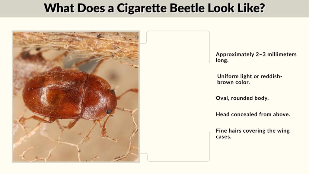What Does a Cigarette Beetle Look Like?