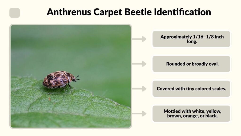 Anthrenus Carpet Beetle Identification