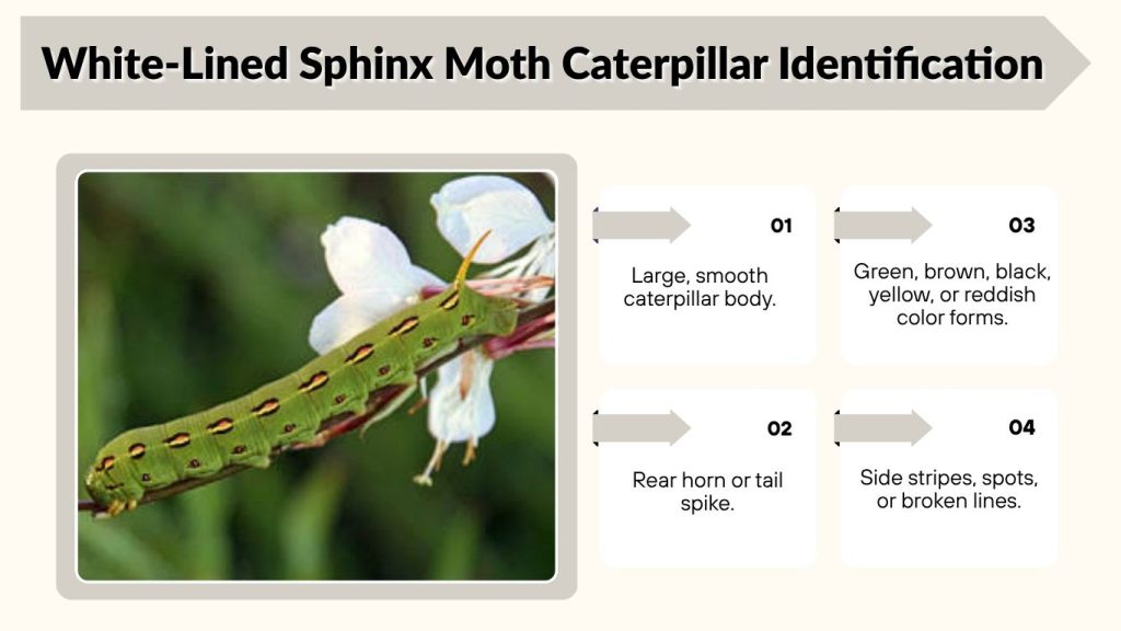 White-Lined Sphinx Moth Caterpillar Identification