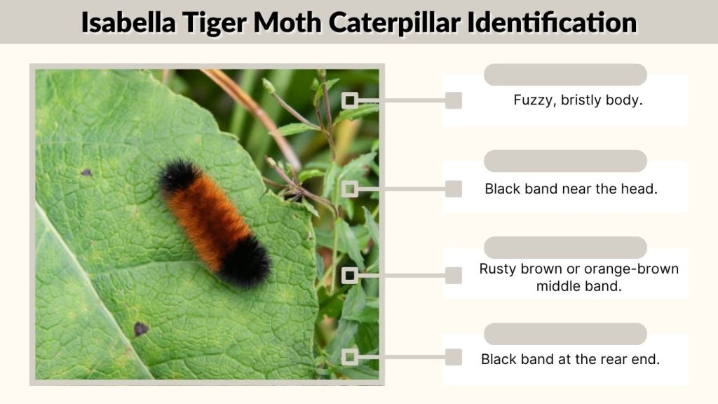 Isabella Tiger Moth Caterpillar Identification