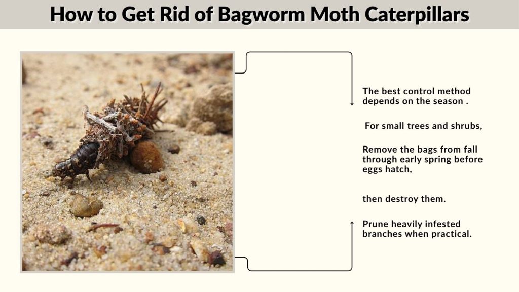 How to Get Rid of Bagworm Moth Caterpillars