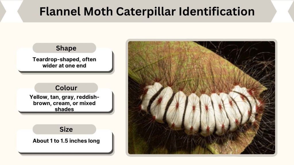 Flannel Moth Caterpillar Identification