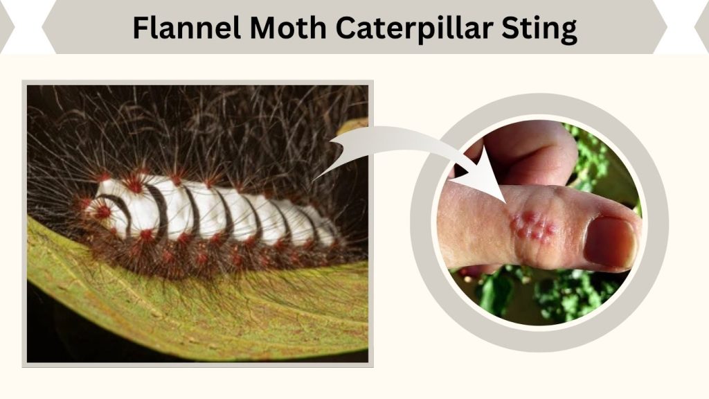 Flannel Moth Caterpillar Sting