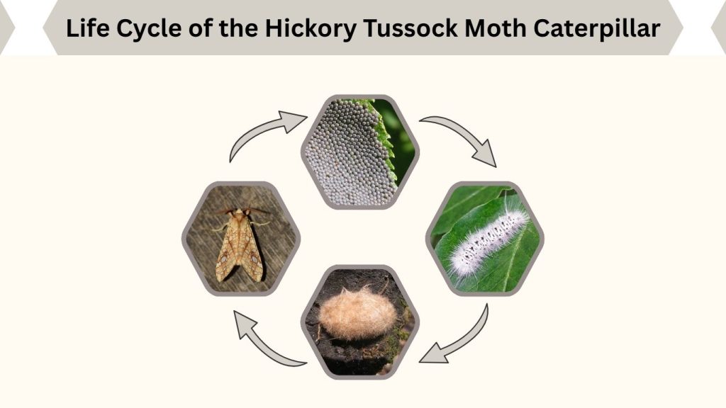 Life Cycle of the Hickory Tussock Moth Caterpillar