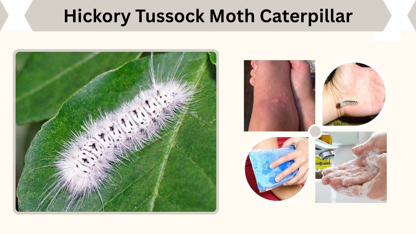Hickory Tussock Moth Caterpillar: Rash, Sting, Treatment & Facts