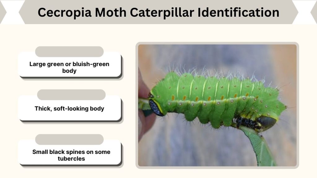 Cecropia Moth Caterpillar Identification