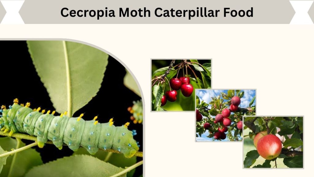 Cecropia Moth Caterpillar Food