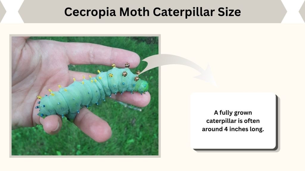 Cecropia Moth Caterpillar Size