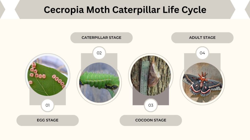 Cecropia Moth Caterpillar Life Cycle