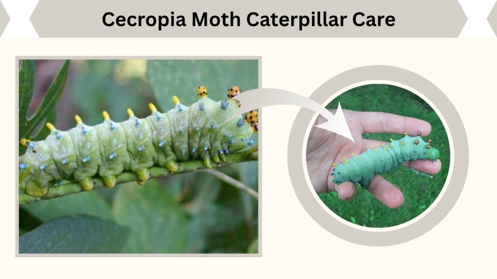 Cecropia Moth Caterpillar Care