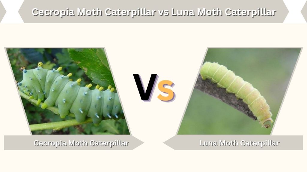 Cecropia Moth Caterpillar vs Luna Moth Caterpillar