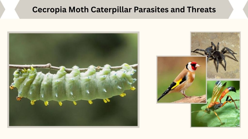 Cecropia Moth Caterpillar Parasites and Threats