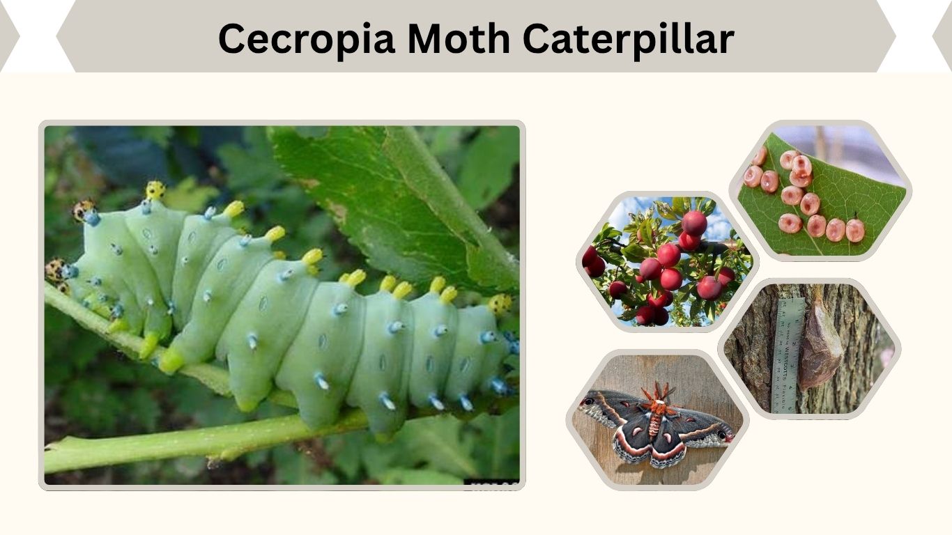 Cecropia Moth Caterpillar: Habitat, Diet, Life Cycle & Facts