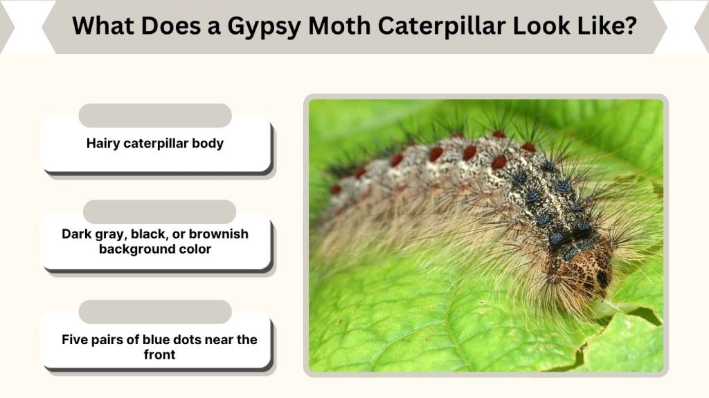 What Does a Gypsy Moth Caterpillar Look Like?