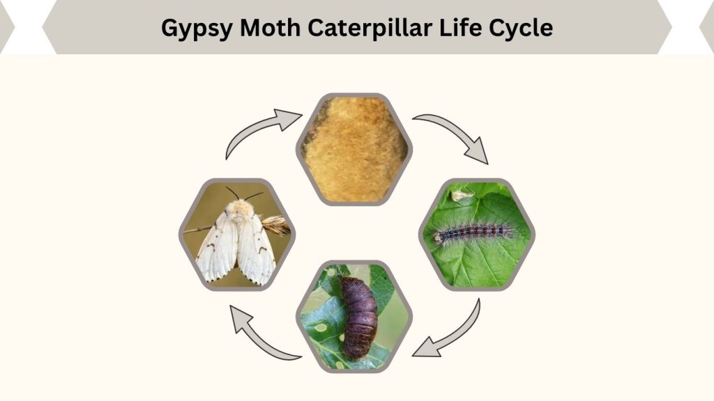 Gypsy Moth Caterpillar Life Cycle