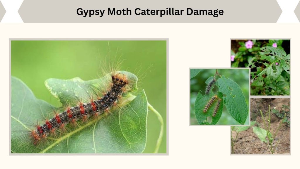 Gypsy Moth Caterpillar Damage