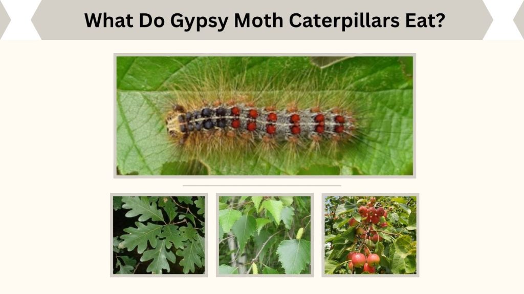 What Do Gypsy Moth Caterpillars Eat?