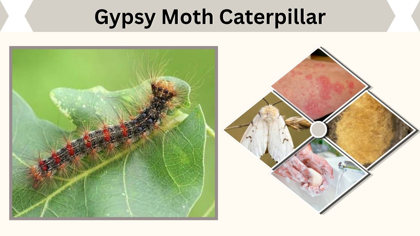 Gypsy Moth Caterpillar: ID, Rash, Damage and Control
