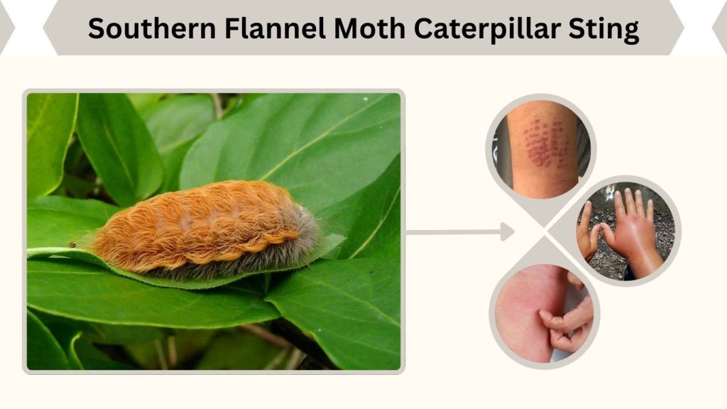 Southern Flannel Moth Caterpillar Sting