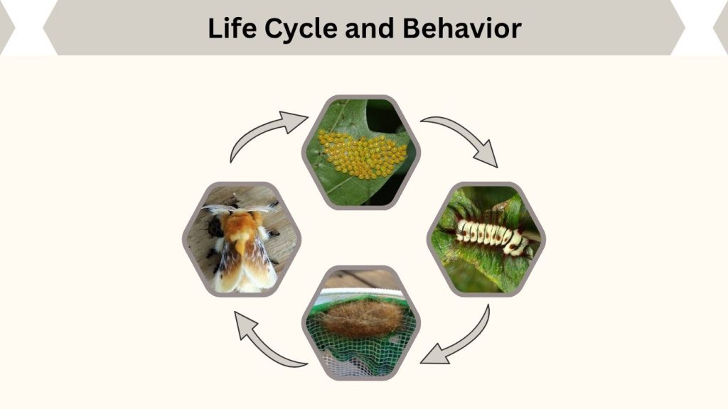 Life Cycle and Behavior