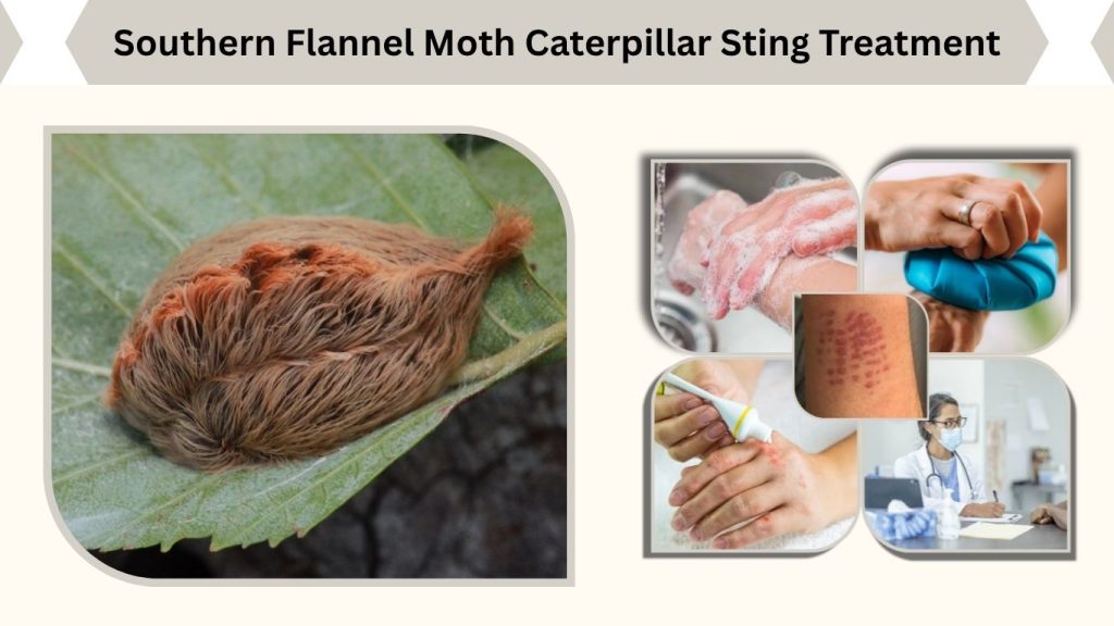 Southern Flannel Moth Caterpillar Sting Treatment