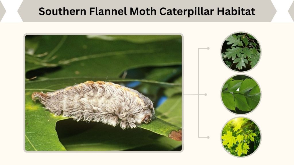 Southern Flannel Moth Caterpillar Habitat
