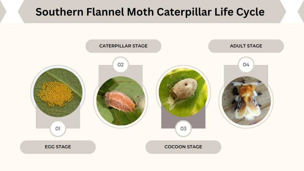Southern Flannel Moth Caterpillar Life Cycle
