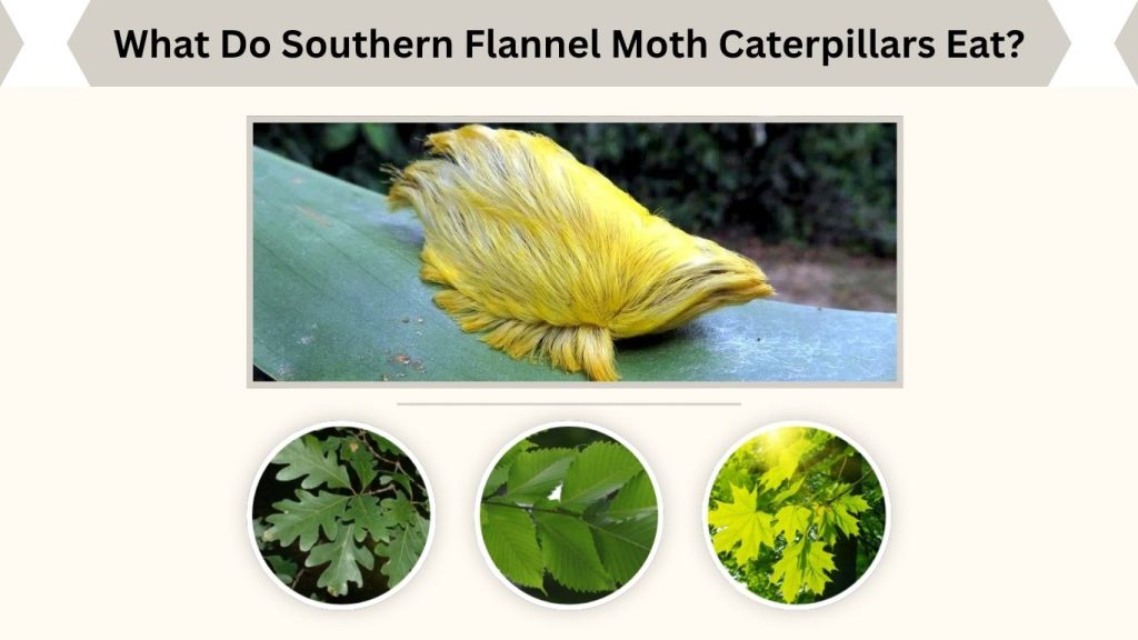 What Do Southern Flannel Moth Caterpillars Eat?