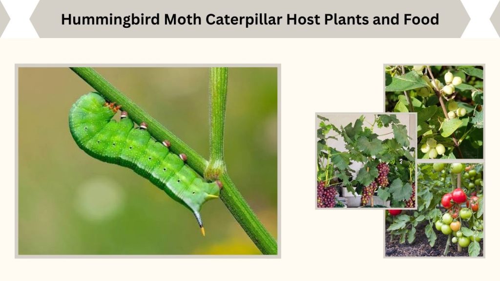 Hummingbird Moth Caterpillar Host Plants and Food