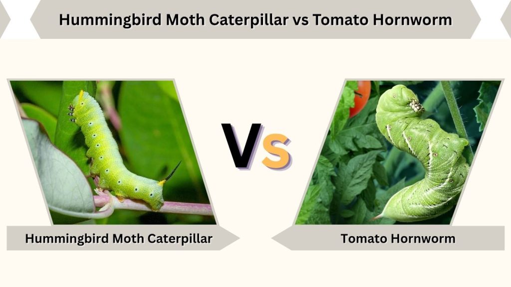 Hummingbird Moth Caterpillar vs Tomato Hornworm