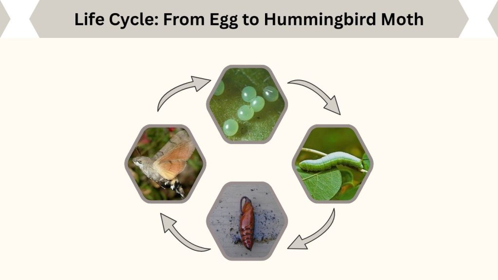 Life Cycle: From Egg to Hummingbird Moth