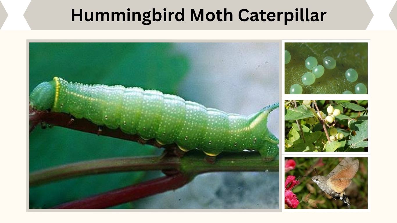 Hummingbird Moth Caterpillar: ID, Host Plants and Life Cycle
