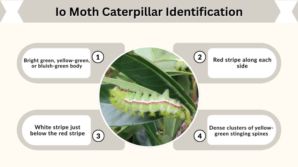 Io Moth Caterpillar Identification