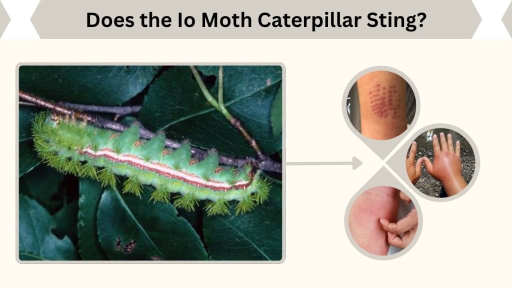 Does the Io Moth Caterpillar Sting?