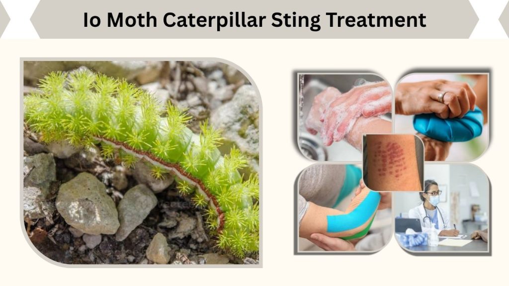 Io Moth Caterpillar Sting Treatment