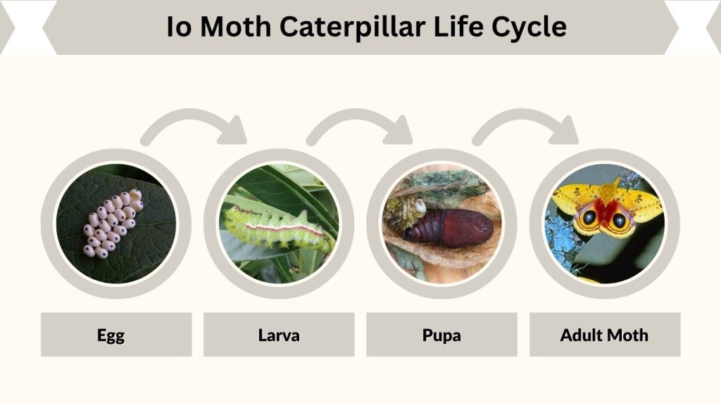 Io Moth Caterpillar Life Cycle
