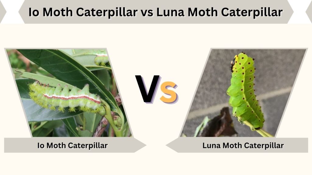 Io Moth Caterpillar vs Luna Moth Caterpillar