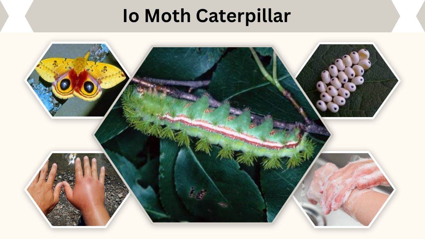 Io Moth Caterpillar: Sting, ID, Life Cycle & Control